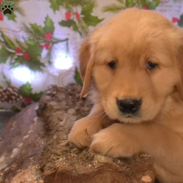 Glinda, Golden Retriever Puppy