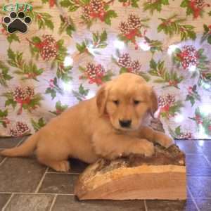 Glinda, Golden Retriever Puppy