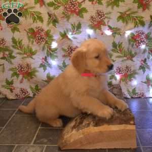 Glinda, Golden Retriever Puppy