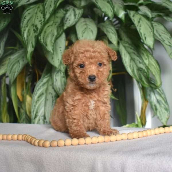Glitch, Mini Goldendoodle Puppy