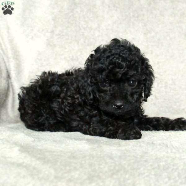Gloria, Toy Poodle Puppy