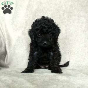 Gloria, Toy Poodle Puppy
