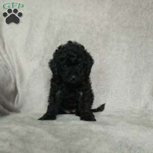 Gloria, Toy Poodle Puppy