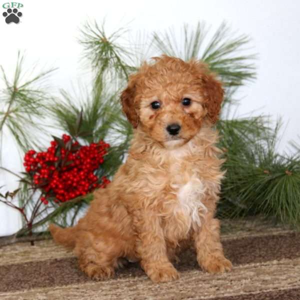 Gloria, Mini Goldendoodle Puppy