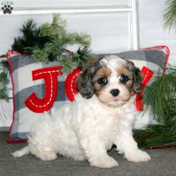 Gloria, Cavapoo Puppy