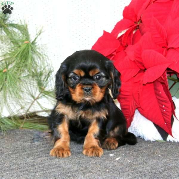 Gloria, Cavalier King Charles Spaniel Puppy