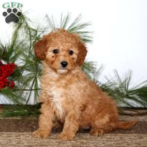 Gloria, Mini Goldendoodle Puppy