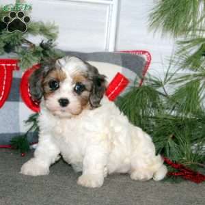 Gloria, Cavapoo Puppy
