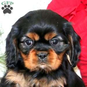 Gloria, Cavalier King Charles Spaniel Puppy