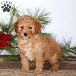 Gloria, Mini Goldendoodle Puppy