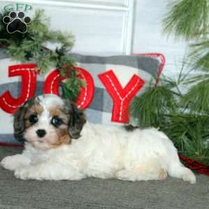 Gloria, Cavapoo Puppy