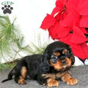 Gloria, Cavalier King Charles Spaniel Puppy