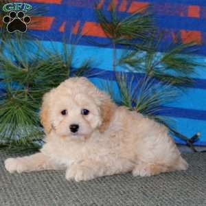 Gloria, Cockapoo Puppy