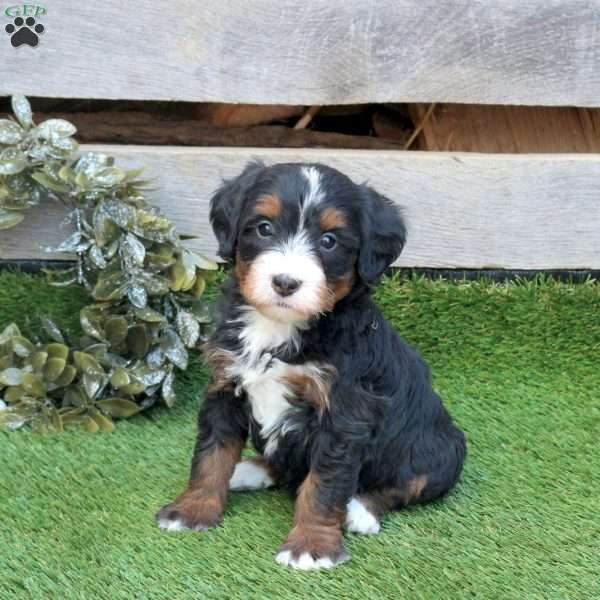 Glory, Mini Bernedoodle Puppy