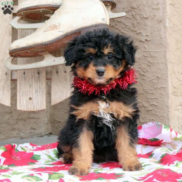 Glory, Mini Aussiedoodle Puppy