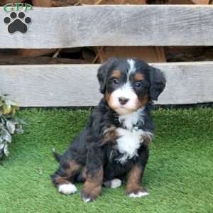 Glory, Mini Bernedoodle Puppy