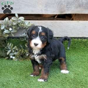 Glory, Mini Bernedoodle Puppy