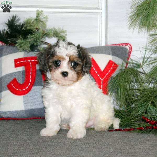 Glow, Cavapoo Puppy