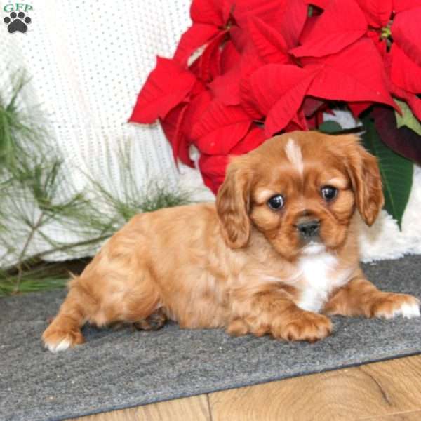 Glow, Cavalier King Charles Spaniel Puppy