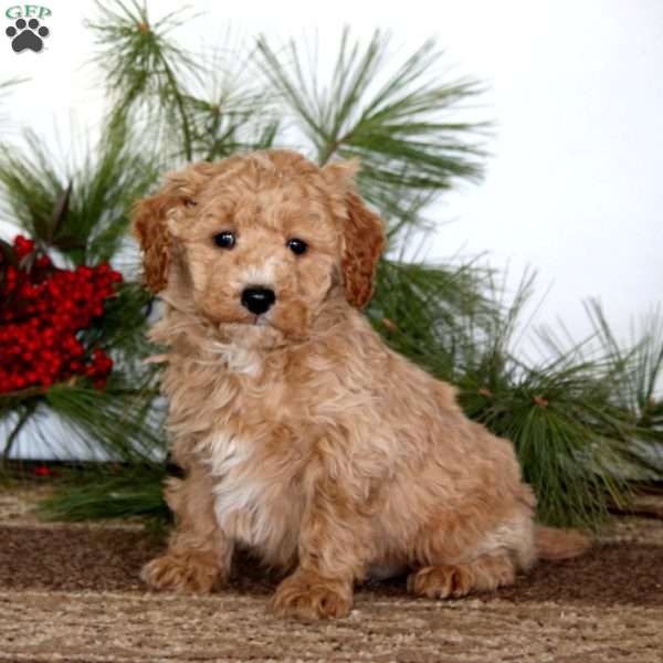 Glow, Mini Goldendoodle Puppy