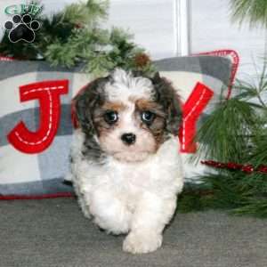 Glow, Cavapoo Puppy