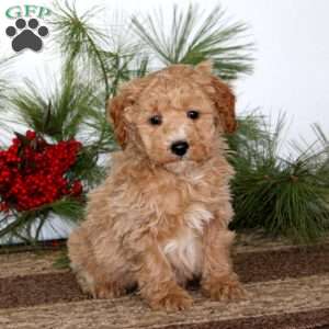 Glow, Mini Goldendoodle Puppy