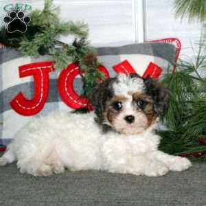 Glow, Cavapoo Puppy