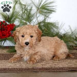 Glow, Mini Goldendoodle Puppy
