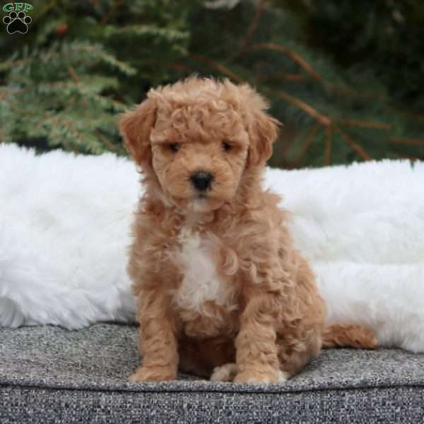 Goldie F1B, Mini Goldendoodle Puppy