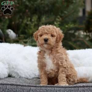 Goldie F1B, Mini Goldendoodle Puppy