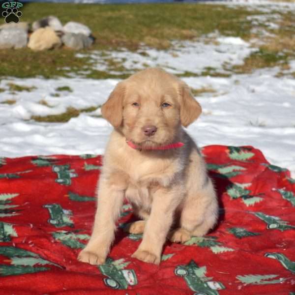 Gordon, Labradoodle Puppy