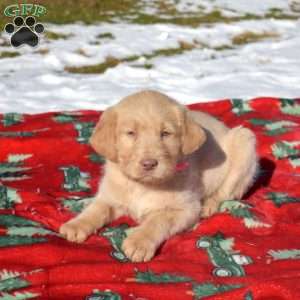 Gordon, Labradoodle Puppy