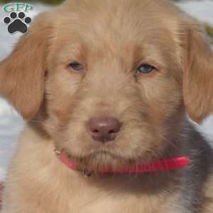 Gordon, Labradoodle Puppy