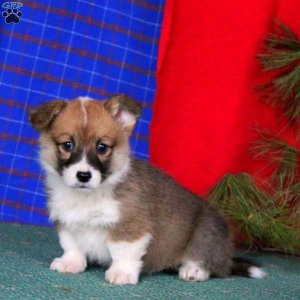 Gordy, Pembroke Welsh Corgi Puppy