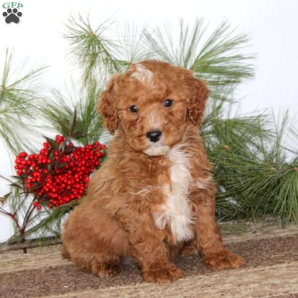 Gordy, Mini Goldendoodle Puppy