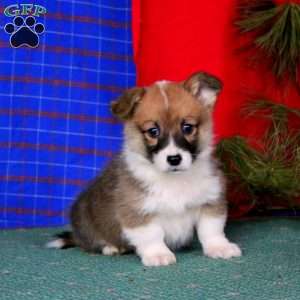 Gordy, Pembroke Welsh Corgi Puppy