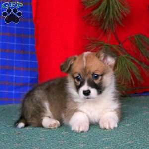 Gordy, Pembroke Welsh Corgi Puppy