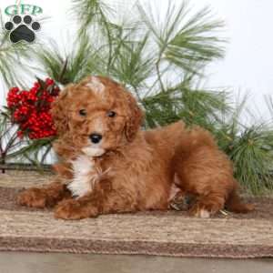 Gordy, Mini Goldendoodle Puppy