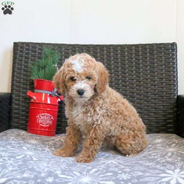Grace, Miniature Poodle Puppy
