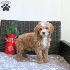 Grace, Miniature Poodle Puppy