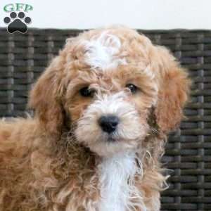 Grace, Miniature Poodle Puppy