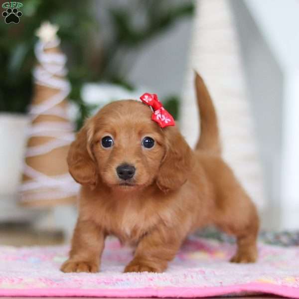 Grace, Dachshund Puppy