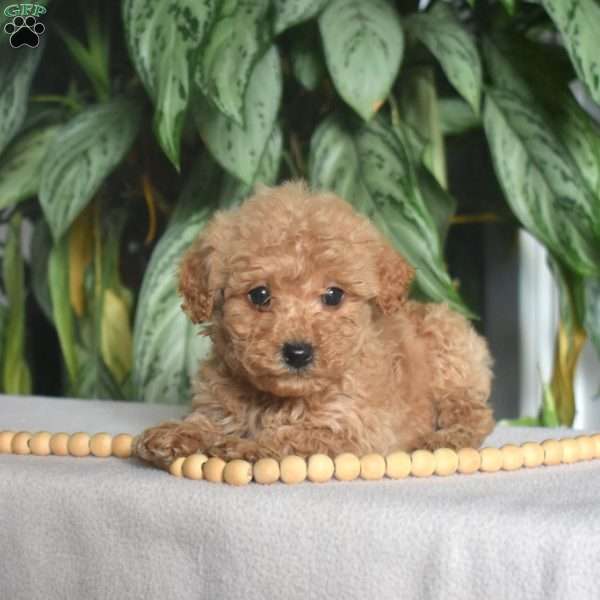 Gracie, Mini Goldendoodle Puppy