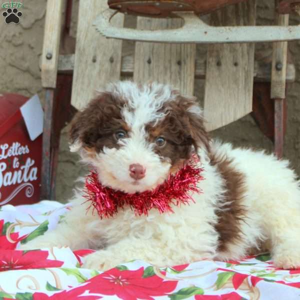 Gracie, Mini Aussiedoodle Puppy