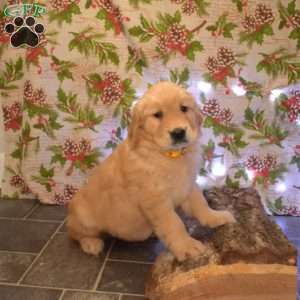 Gracie, Golden Retriever Puppy