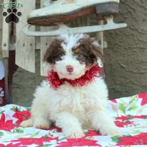 Gracie, Mini Aussiedoodle Puppy