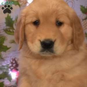 Gracie, Golden Retriever Puppy