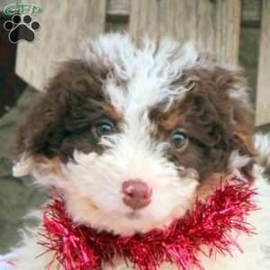 Gracie, Mini Aussiedoodle Puppy