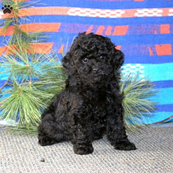 Gracie, Cockapoo Puppy