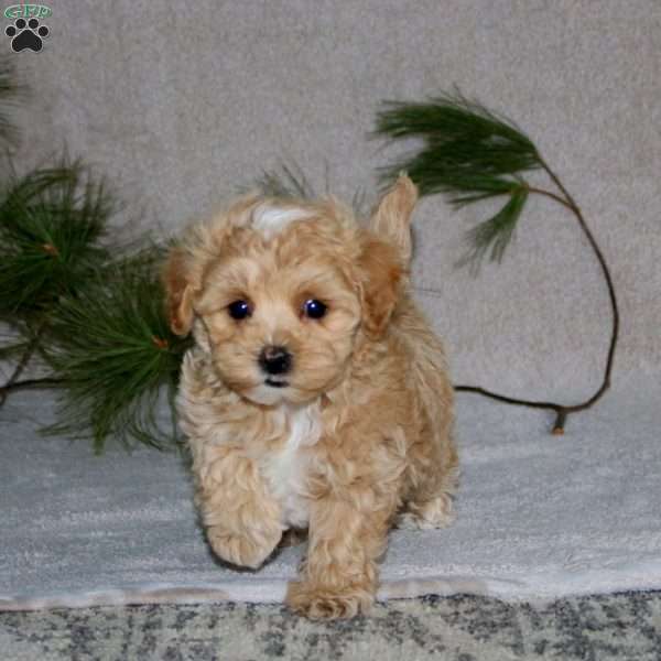 Gracie, Maltipoo Puppy